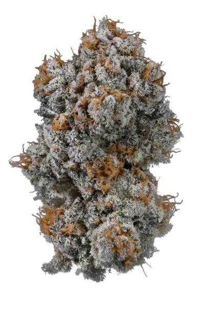 Guava Gas by Cannachamp cannabis strain