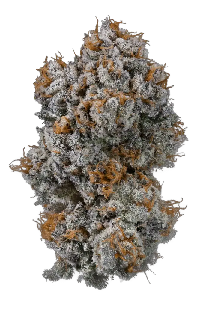 Guava Gas by Cannachamp cannabis strain