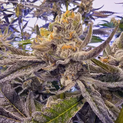 Guavascotti by Bosky Genetics cannabis strain