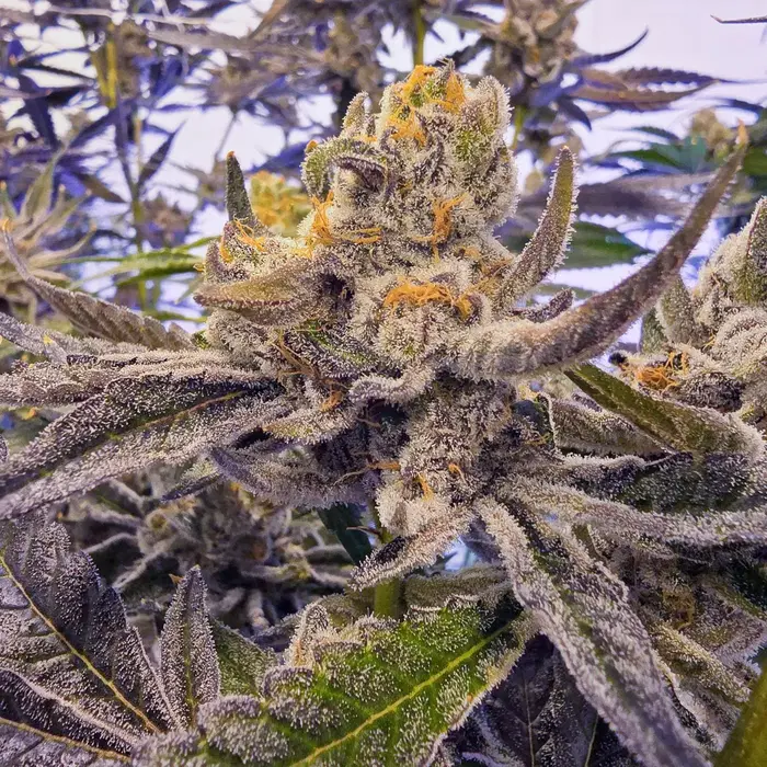 Guavascotti by Bosky Genetics cannabis strain