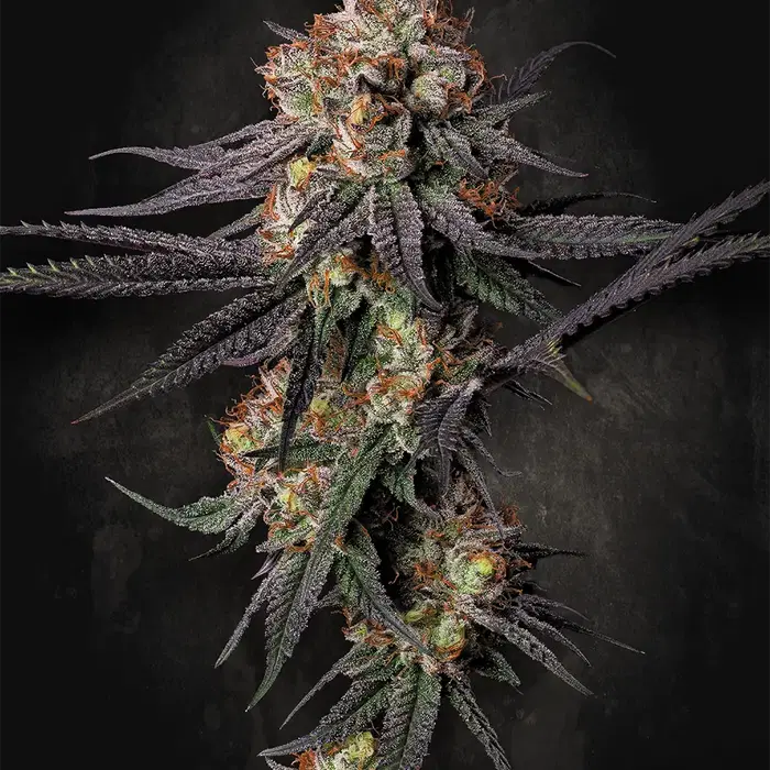 Gulupa by Paradise Seeds, Photoperiod cannabis strain