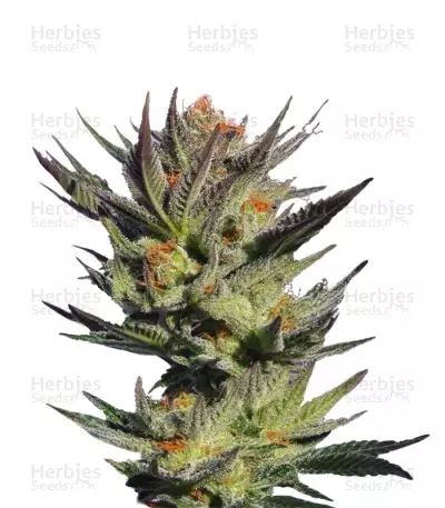 Gypsy Kush by Kannabia Seed Company, Photoperiod cannabis strain