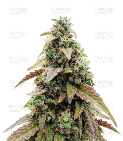 Hammer Shark by Resin seeds, Photoperiod cannabis strain