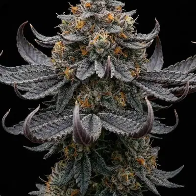 Han Solo Burger by Seedsupreme cannabis strain
