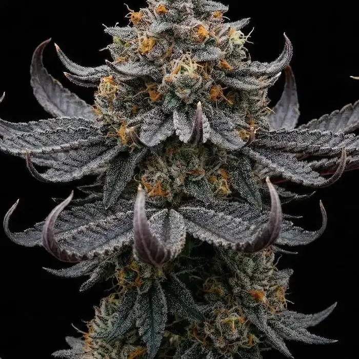 Han Solo Burger by Seedsupreme cannabis strain