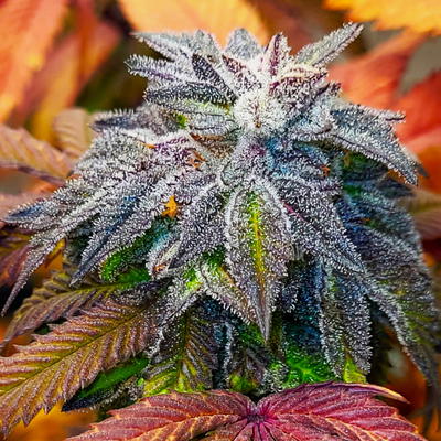 Hashgooberry F2 by Jinxproof Genetics, Photoperiod cannabis strain
