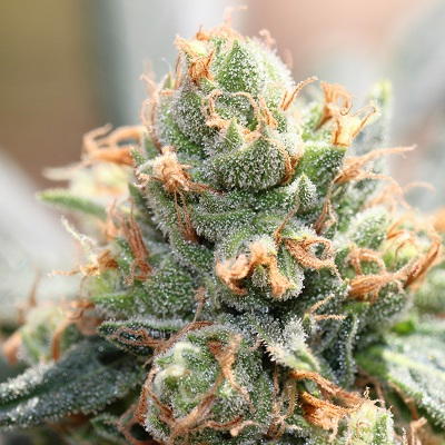 HashTonic Feminized by ACE Seeds, Photoperiod cannabis strain