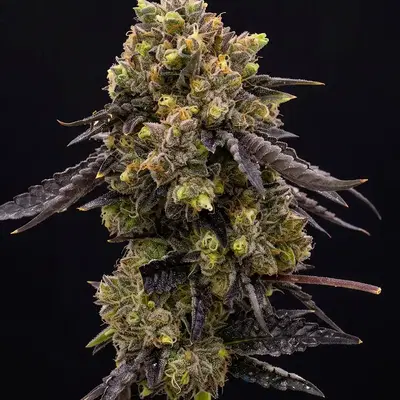 Hawaii X Purple Skunk by Seedsupreme cannabis strain