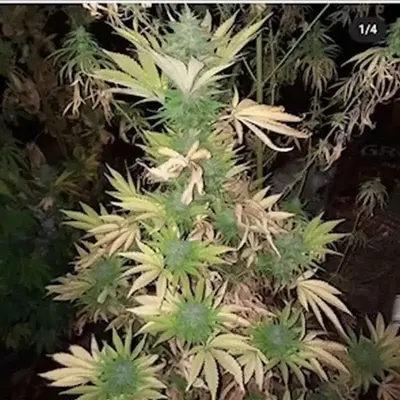 Hawaiian Purple Kush Regular by Off Grid Seeds cannabis strain