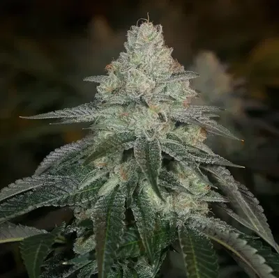 HazMat OG by Archive Seed Bank, Photoperiod cannabis strain