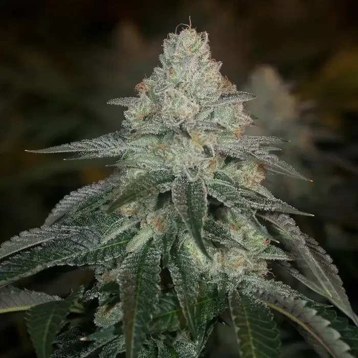 HazMat OG by Archive Seed Bank, Photoperiod cannabis strain