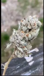 Headie Tropper by Oni Seed co., Photoperiod cannabis strain