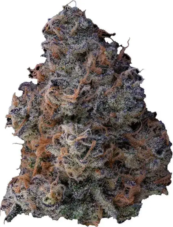 Heatlocker by Tahoe Nugz cannabis strain
