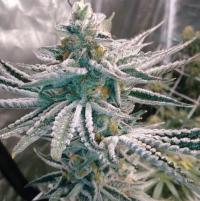 Hell On Wheels by Jinxproof Genetics, Photoperiod cannabis strain