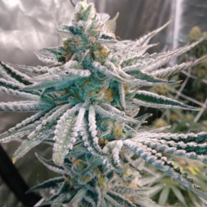 Hell On Wheels by Jinxproof Genetics, Photoperiod cannabis strain
