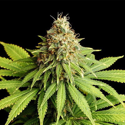 Hellfire OG by Kannabia Seed Company, Photoperiod cannabis strain