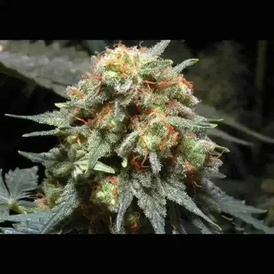 Herijuana Regular by Woodhorse Seeds cannabis strain