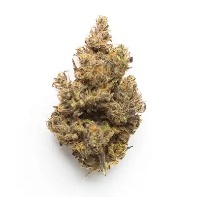 High Score by Byrd Seed Genetics cannabis strain