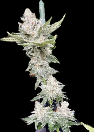 Hippy Slayer by Bodhi Seeds, Photoperiod cannabis strain