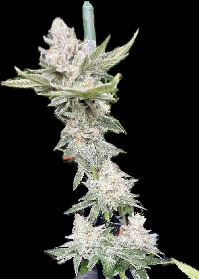 Hippy Slayer by Bodhi Seeds, Photoperiod cannabis strain