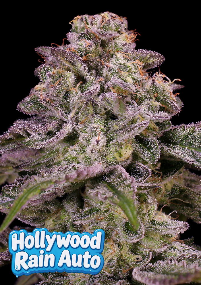 Hollywood Rain Auto by Anesia Seeds, Autoflower cannabis strain