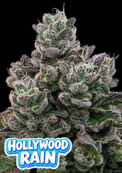 Hollywood Rain by Anesia Seeds, Photoperiod cannabis strain