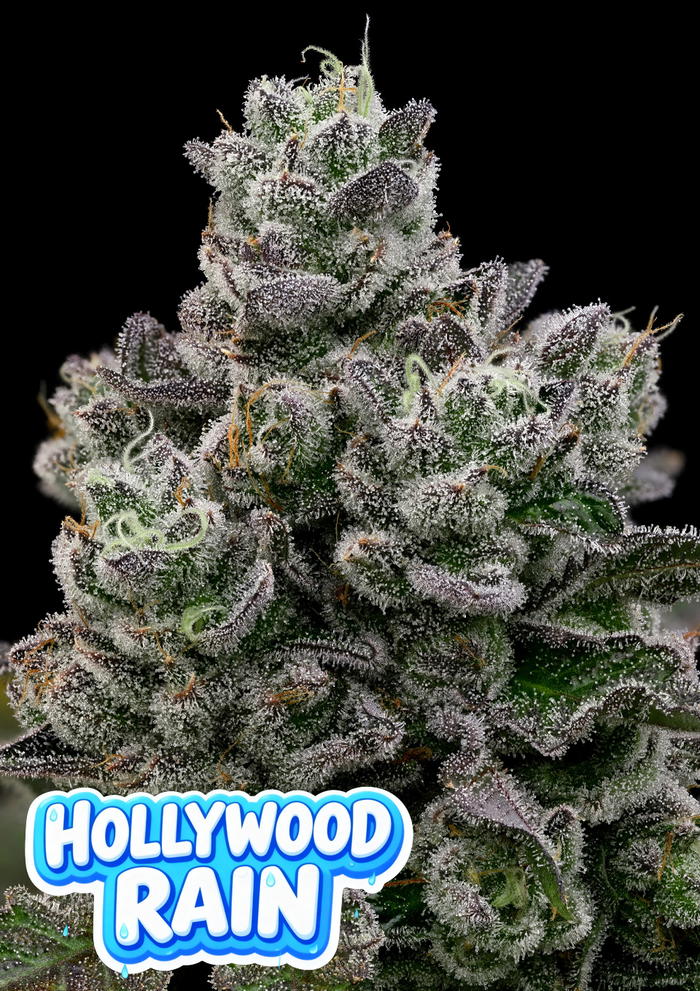Hollywood Rain by Anesia Seeds, Photoperiod cannabis strain