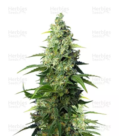 Honey Peach Auto CBD® by Sweet Seeds, Autoflower cannabis strain