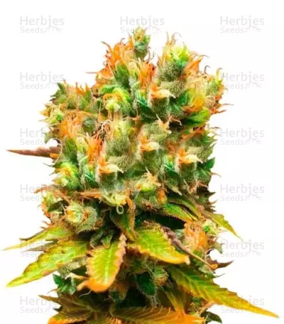 Honeybells cannabis strain