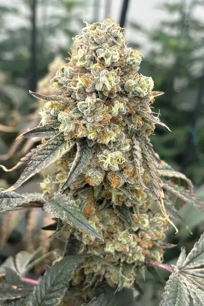 Honeymoon Diesel by Blackbox Genetics cannabis strain