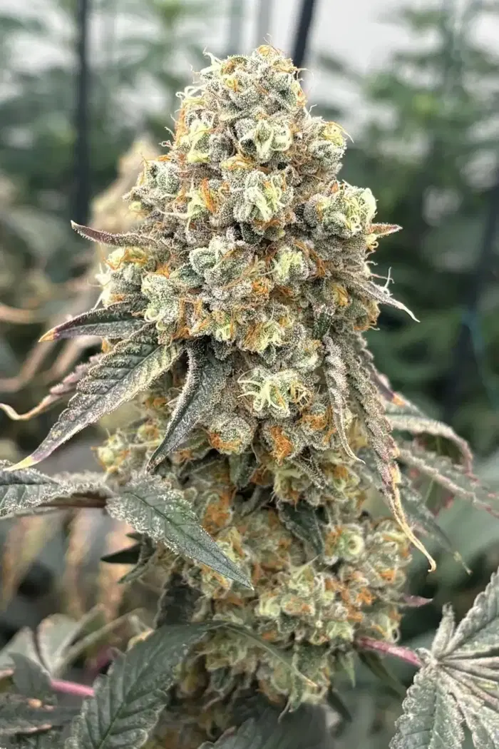 Honeymoon Diesel by Blackbox Genetics cannabis strain