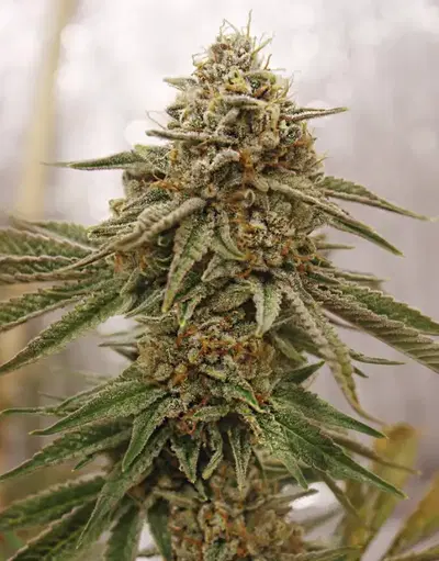 Hot Donna by Fr33Dom Farms cannabis strain
