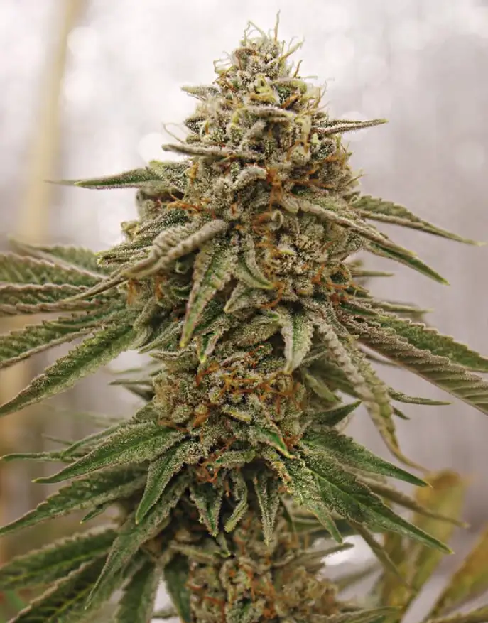 Hot Donna by Fr33Dom Farms cannabis strain