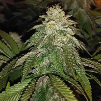 Hot Tropic by Oni Seed co., Photoperiod cannabis strain