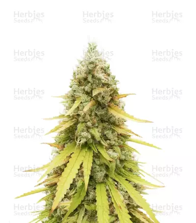 HubbaBubbaHaze by Mephisto Genetics, Autoflower cannabis strain