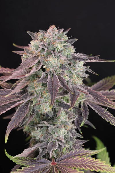Humboldt Afghani V2 F3 by Twenty20 cannabis strain
