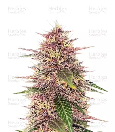 Humboldt Dream by Humboldt Seed Company, Photoperiod cannabis strain