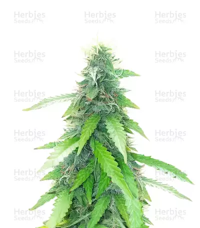 Humboldt Sour Diesel Autoflower by Humboldt Seed Company, Autoflower cannabis strain