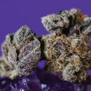 Humdinger OG by The Farm Genetics cannabis strain