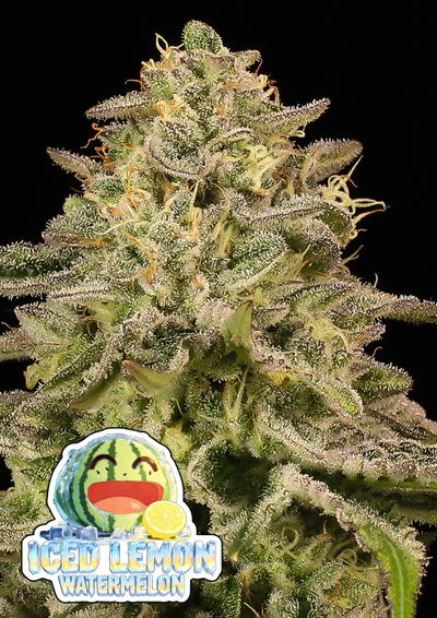 Iced Lemon Watermelon by Anesia Seeds, Photoperiod cannabis strain