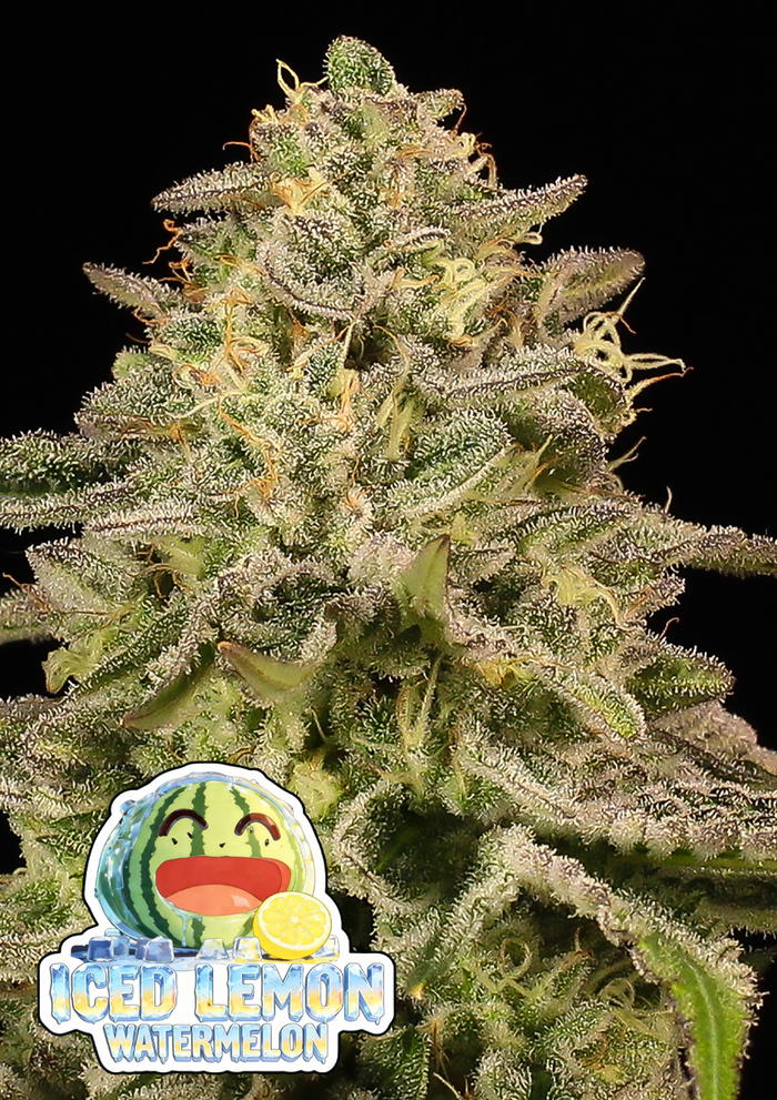 Iced Lemon Watermelon by Anesia Seeds, Photoperiod cannabis strain