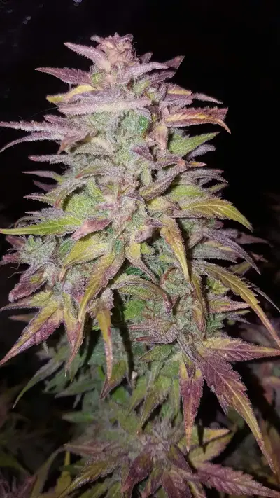 Illuminauto №25 Sour Orange Livers by Mephisto Genetics, Autoflower cannabis strain