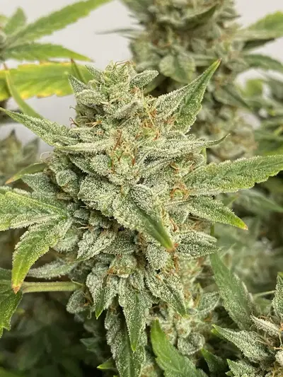Illuminauto #44 - Pinot Noir by Mephisto Genetics, Autoflower cannabis strain