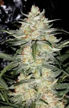 Illuminauto №15 Skyrone Stomper by Mephisto Genetics, Autoflower cannabis strain