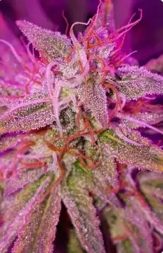 Illuminauto №17 Heisenhound cannabis strain
