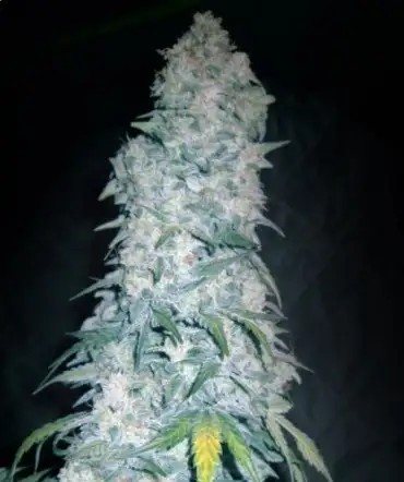 Illuminauto №3 Sodk X Alien cannabis strain