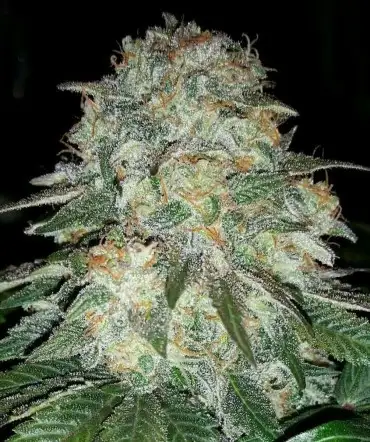 Illuminauto №8 24 Carat cannabis strain