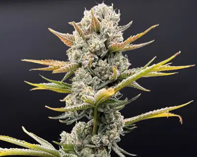 Imperial Grapes by Common Wealth Seed Co cannabis strain
