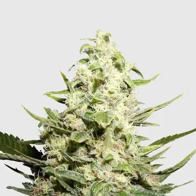 Irish Cream by Mighty Irish Seeds cannabis strain