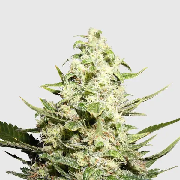 Irish Cream by Mighty Irish Seeds cannabis strain